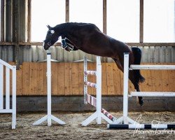 jumper Calimero G 3 (Hanoverian, 2019, from Casalido)