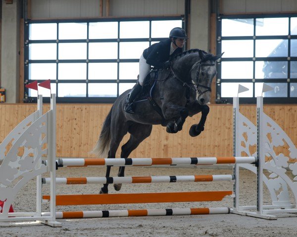 jumper Cornaro Junior (Hanoverian, 2020, from Cornaro 4)