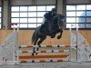 jumper Cornaro Junior (Hanoverian, 2020, from Cornaro 4)