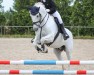 dressage horse Oscar 136 (Connemara Pony, 2013, from Tulira Robuck)