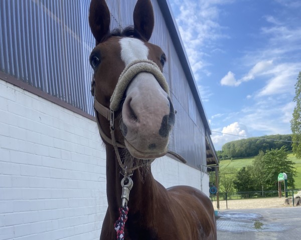 dressage horse Dondersteen (unknown, 2012)