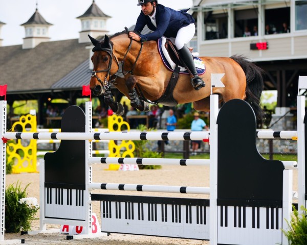 jumper Perte Totale de Res Nova (Belgian Warmblood, 2015, from Comme il Faut)