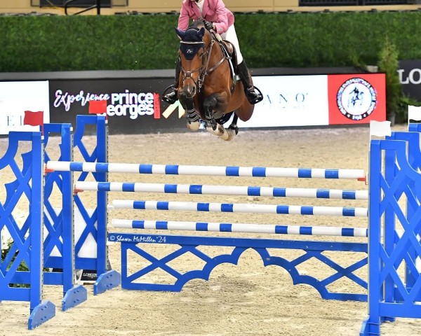 jumper Kick On (British Sport Horse, 2014, from Warrior)