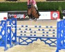 jumper Kick On (British Sport Horse, 2014, from Warrior)