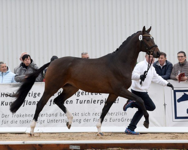 stallion Elanolos (Trakehner, 2019, from Lossow)