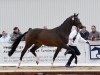 stallion Elanolos (Trakehner, 2019, from Lossow)