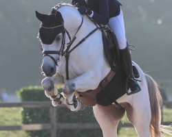 Springpferd Dark Moon 16 (Deutsches Reitpony, 2015, von Dexter Leam Pondi)