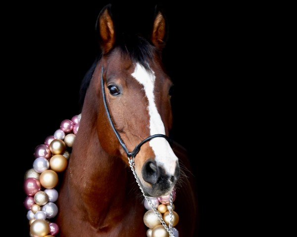 Springpferd Sammy 526 (Hessisches Warmblut, 2005, von Spring Time HB II)