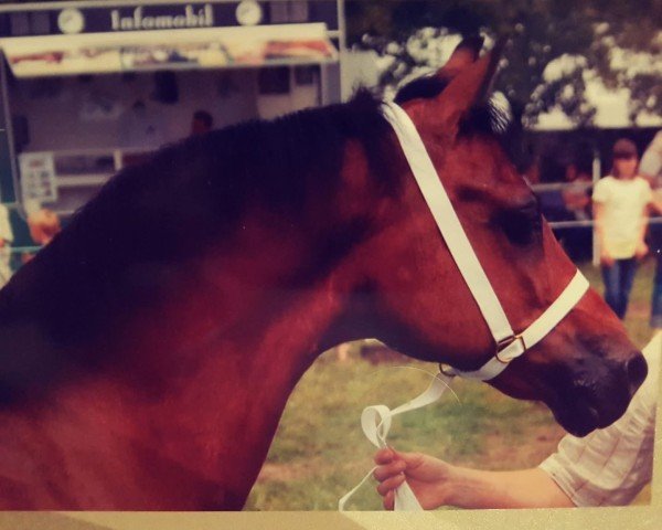 broodmare Three-Stars-Beryl (Welsh-Cob (Sek. C), 1993, from Crimon Brenin)