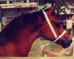 Zuchtstute Three-Stars-Beryl (Welsh-Cob (Sek. C), 1993, von Crimon Brenin)