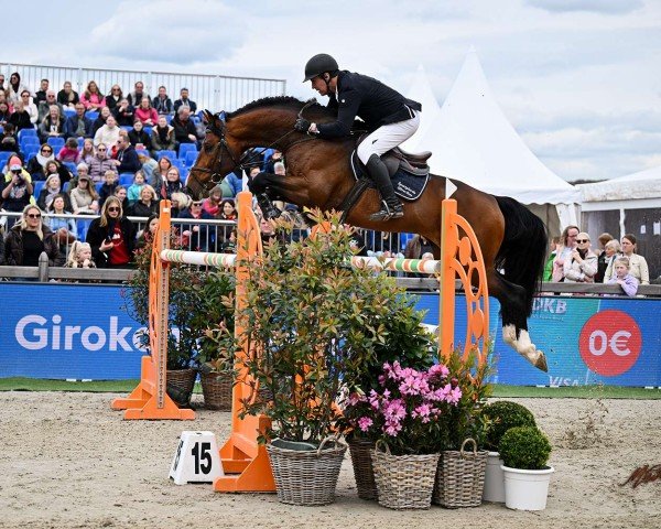 stallion Otto de La Roche FRH (Hanoverian, 2016, from Orlando van de Heffinck)