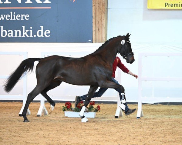 Deckhengst Quasirado (Deutsches Sportpferd, 2020, von Quasimodo Z)