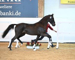 stallion Quasirado (German Sport Horse, 2020, from Quasimodo Z)