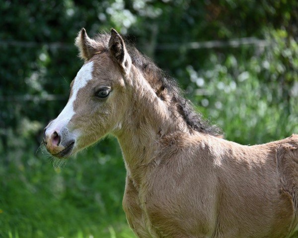 foal by Maliblue L (German Riding Pony, 2024, from Mylord Manolito)