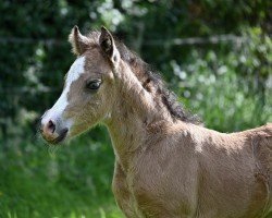 foal by Maliblue L (German Riding Pony, 2024, from Mylord Manolito)