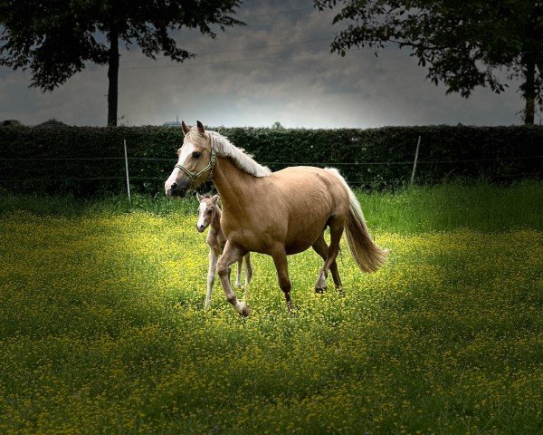 broodmare King's Melodie (Welsh-Cob (Sek. C), 2015, from White Moor Mikis)