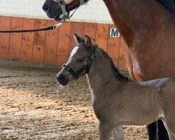 jumper Manni L (German Riding Pony, 2023, from Mylord Manolito)