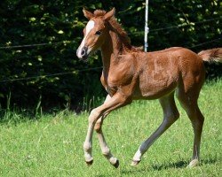 foal by Tweety L (German Riding Pony, 2024, from Tropentänzer)