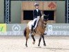 dressage horse Glitzerfee 2 (German Riding Pony, 2014, from Golden Atreju)