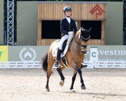 dressage horse Glitzerfee 2 (German Riding Pony, 2014, from Golden Atreju)