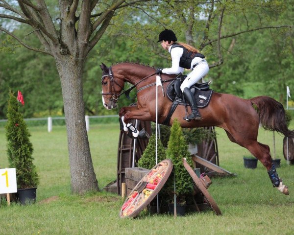 jumper Aspen Rose (Zangersheide riding horse, 2010, from Rebell Junior)