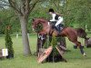 Springpferd Aspen Rose (Zangersheide Reitpferd, 2010, von Rebell Junior)