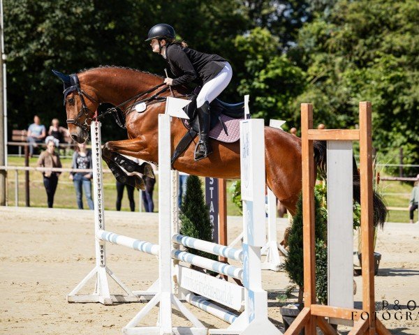 jumper Chakiro de Coeur (German Sport Horse, 2019, from Ab 19 Chepetto)