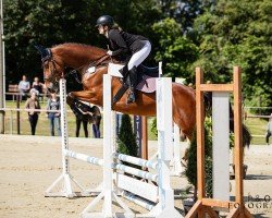 Springpferd Chakiro de Coeur (Deutsches Sportpferd, 2019, von Ab 19 Chepetto)