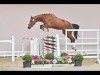 jumper Tiramisu SH (Oldenburg show jumper, 2018, from Toulon)