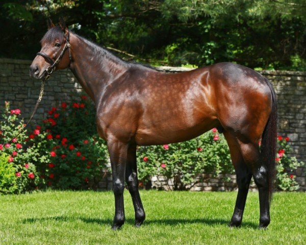 stallion Uncle Mo xx (Thoroughbred, 2008, from Indian Charlie xx)