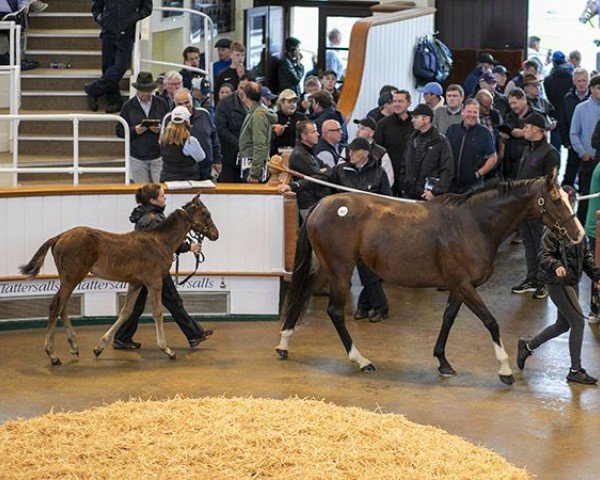 broodmare Hope Diamond xx (Thoroughbred, 2019, from Galileo xx)