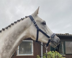 jumper CashMo 3 (German Sport Horse, 2018, from DSP Cashmoaker)