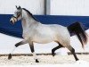 dressage horse Are Not Alone DG (Little German Riding Horse, 2022, from A kind of Magic 5)