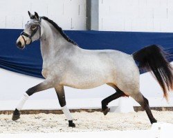 dressage horse Are Not Alone DG (Little German Riding Horse, 2022, from A kind of Magic 5)