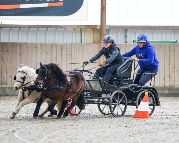 horse Kerry Gold of Baltic Sea (Shetland Pony, 2016, from Kaiser of Baltic Sea)