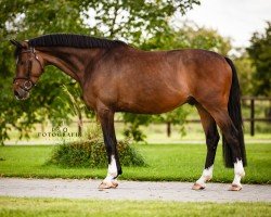 jumper Origi D Light ZV (Oldenburg show jumper, 2019, from Origi D'o)