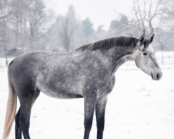 Springpferd One Direction 3 (Oldenburger Springpferd, 2019, von Origi D'o)