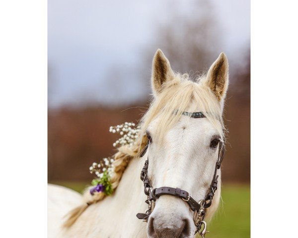 Dressurpferd Laurens Boy (Connemara-Pony, 2009, von Garryhinch Millrace)