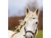 dressage horse Laurens Boy (Connemara Pony, 2009, from Garryhinch Millrace)