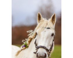 Dressurpferd Laurens Boy (Connemara-Pony, 2009, von Garryhinch Millrace)