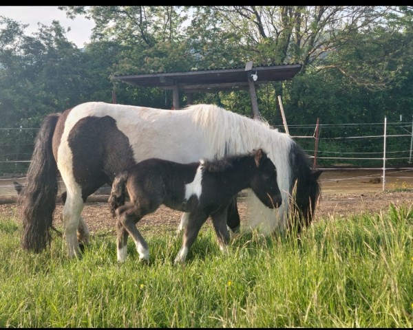 Fohlen von Magic Star vom Höllchensee (Shetland Pony, 2024, von Mr. Blue v.d. Hoorn)