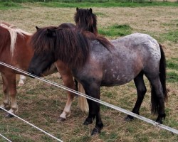 horse Mohr (Shetland Pony, 2023, from Mr. Blue v.d. Hoorn)