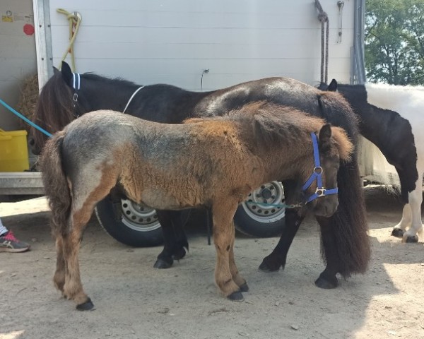 Fohlen von Moonlight vom Höllchensee (Shetland Pony, 2024, von Mr. Blue v.d. Hoorn)