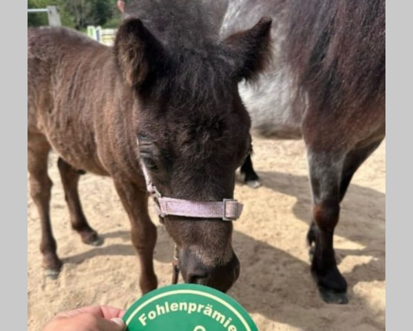 horse Mr. Blueberry Muffin (Shetland Pony, 2023, from Mr. Blue v.d. Hoorn)