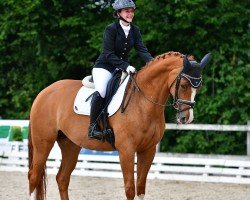 dressage horse Butterfly (Hanoverian, 2009, from Belissimo NRW)