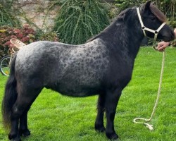 horse Online van de Pastorije (Shetland Pony, 2020, from Hebbes van de Pastorije)