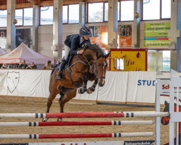 jumper Baron de Bib'c (Zangersheide riding horse, 2018, from Balou Star)