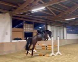 jumper Crown de Bibéc (Zangersheide riding horse, 2019, from Cornet's Fire Z)