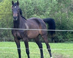 Springpferd Laury de Bibéc (Zangersheide Reitpferd, 2022, von Lenitas 2)