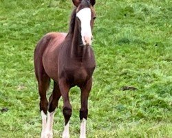 Springpferd Uriko de Bibéc (Zangersheide Reitpferd, 2022, von Utamaro d'Ecaussines)